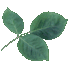 Leaves 17